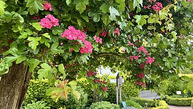 Blütenmeer im Bibelgarten Barth 