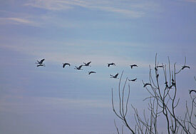 Das Bild zeigt eine Gruppe von Kranichen im Flug. Der Himmel ist blau-lila, im Vordergrund ist ein kahler Ast zu sehen. 