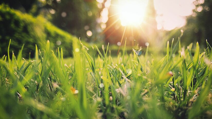 Gras im Sonnenaufgang
