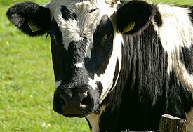 schwarz-weiß gefleckte Kuh