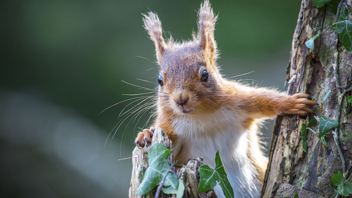 Neugierig schaut dieses Eichhörnchen in die Kamera (Symbolfoto)