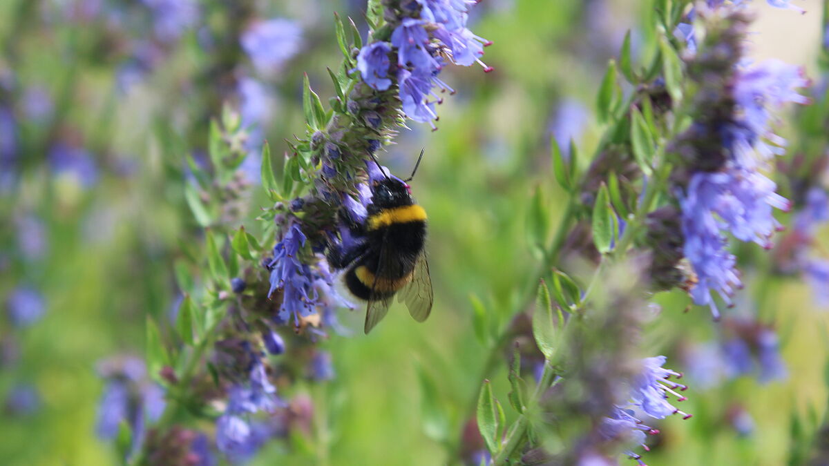 Insekten lieben den würzigen Duft von Salbei, einer alte Heilpflanze schon aus Klostergärten.