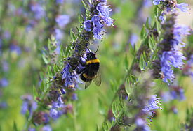 Biene auf einer Salbeiblüte im Garten der Sinne in Breklum
