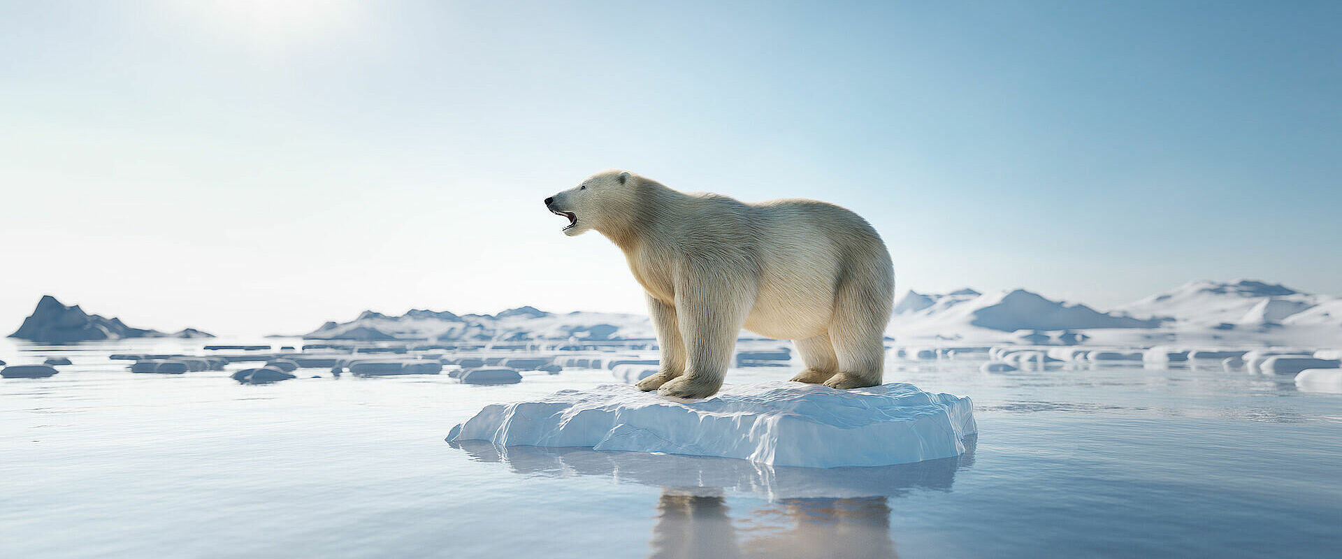 Eisbär auf einer schmelzenden Eisscholle. 