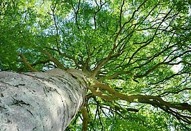 Baum am Pilgerweg "Rauswege", Kirchenkreis Ostholstein