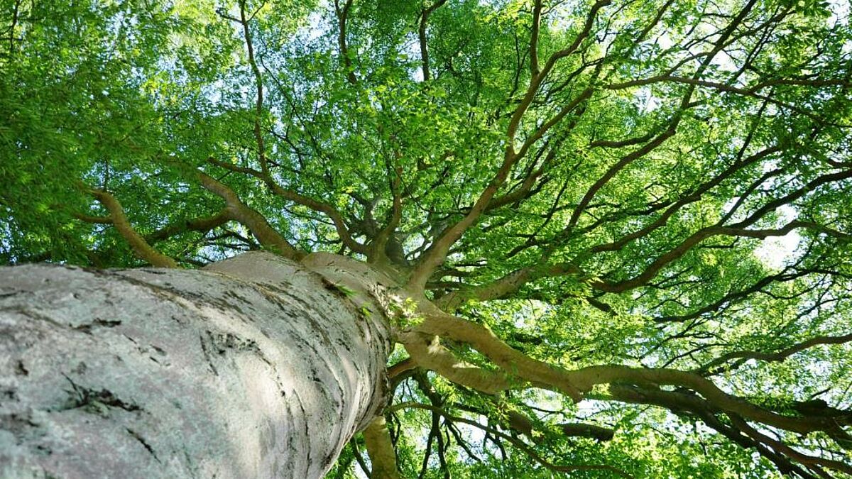 Baum am Pilgerweg "Rauswege", Kirchenkreis Ostholstein