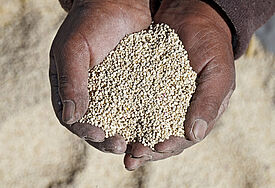 Ernte von fairtrade-gesiegelter Quinoa in Bolivien (Symbolbild).
