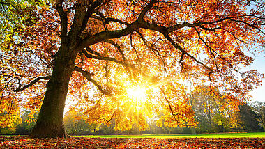 Alter Baum mit buntem Herbstlaub