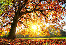 Alter Baum mit buntem Herbstlaub