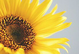 Sonnenblume 
