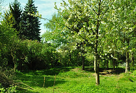Viel Grün im Luthergarten von Hamburg-Bahrenfeld