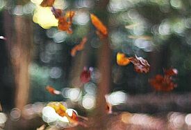 fallende Herbstblätter 