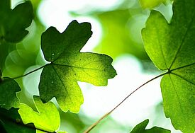 grüne Blätter