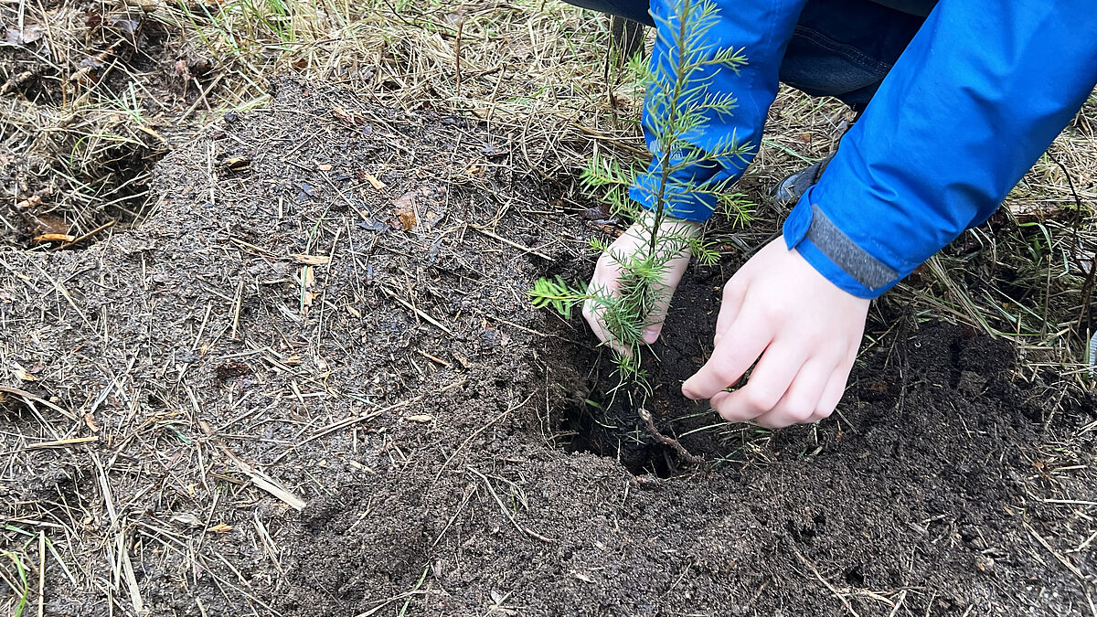 Bereits zum fünften Mal pflanzen Kinder und Jugendliche in Mecklenburg Baumsetzlinge, um den einheimischen Wald zu erhalten.