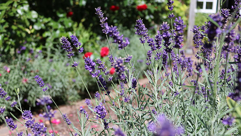 Lavendel ist eine uralte Pflanze, die schon in der Bibel erwähnt wurde. Auch eine Heilkraft wird ihr nachgesagt. Lavendel ist eine uralte Pflanze, die schon in der Bibel erwähnt wurde. Auch eine Heilkraft wird ihr nachgesagt.