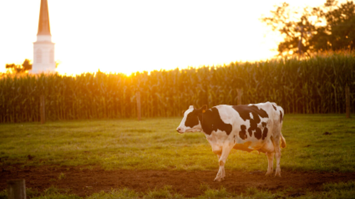 Der evangelische Kirchenkreis Lübeck-Lauenburg will umwelt- und klimafeindliche Monokulturen wie den Maisanbau für Biogas auf Kirchenland stoppen. (Symbolbild)