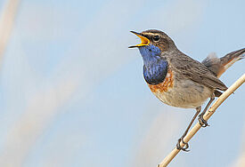 Ein Blaukehlchen, ein kleiner Vogel mit leuchtend Blauer Kehle, sitzt auf einem Schilfhalm und hat den Schnabel zum Singen weit geöffnet.