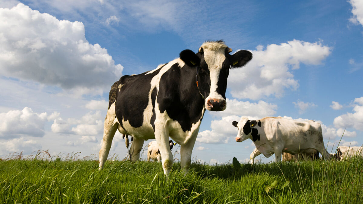 Kühe (c) ErikdeGraaf, iStockphoto