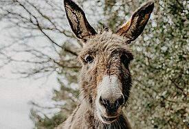 Esel auf der Weide