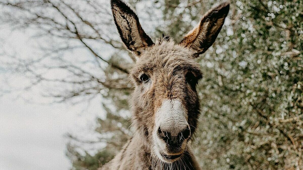 Kein Hase, sondern ein Esel steht im Mittelpunkt einer Ostersuche, die sich eine Rostocker Gemeindepädagogin überlegt hat. 