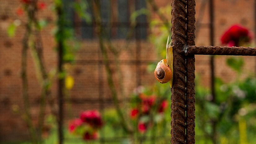 Der Klostergarten lädt zum Verweilen ein.