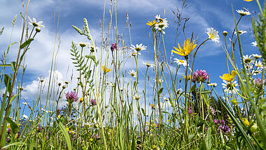 Wiese im Frühling