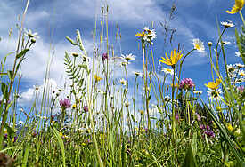Wiese im Frühling