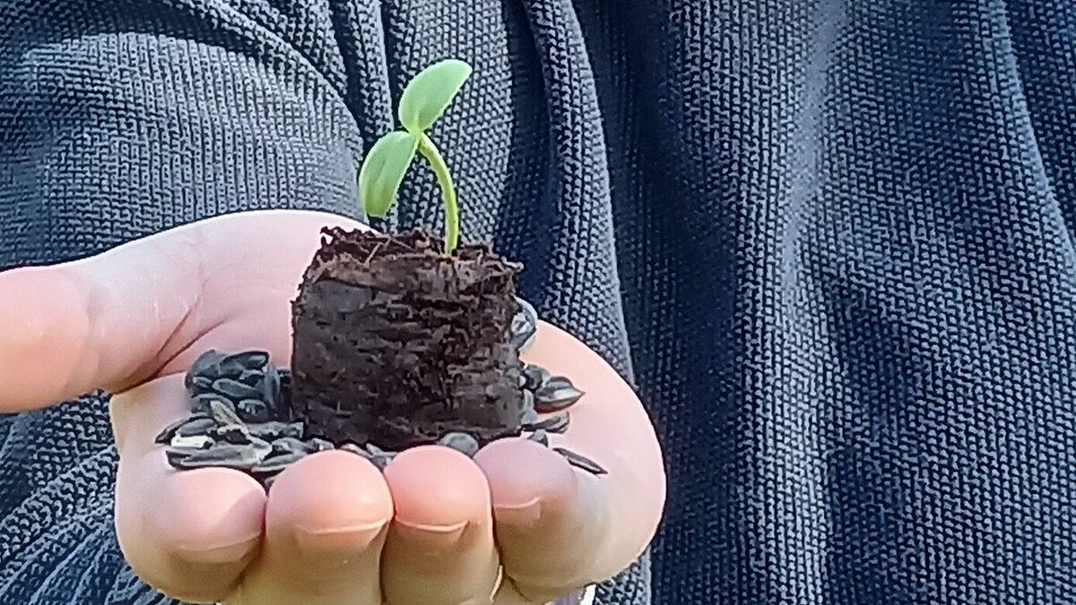 Der Sonnenblumensprössling von Pastor Jörg Jakisch aus Schleswig.