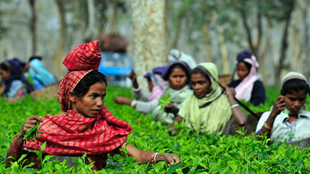 Indien: Arbeiterinnen auf einer Teeplantage. Foto: ZMÖ