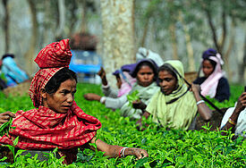Indien: Arbeiterinnen auf einer Teeplantage. Foto: ZMÖ