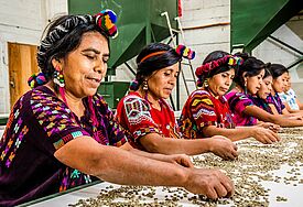 Unterstützt von Oikocredit: Mitarbeiterinnen des kleinbäuerlichen Verbandes Chajuli in Guatemala sortieren Kaffeebohnen