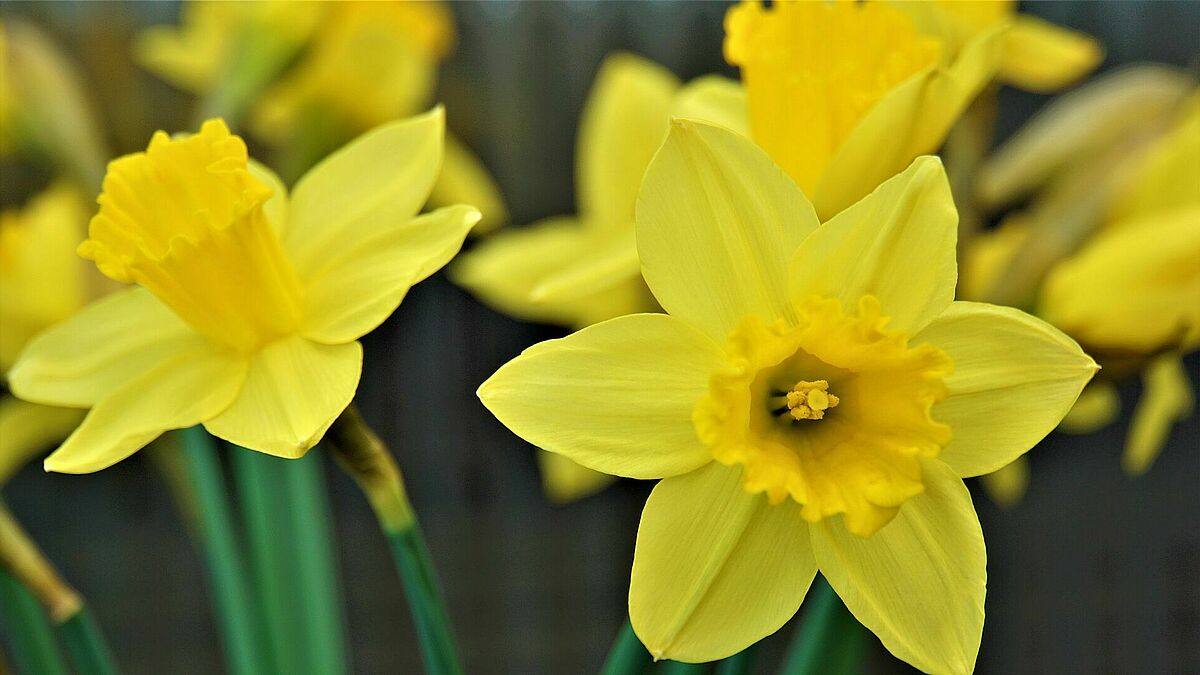 Osterglocken als Zeichen für die Hoffnung werden am Schleswiger Dom zu Ostern verschenkt (Symbolbild)
