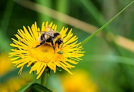 Eine Biene sitzt auf einer Blüte