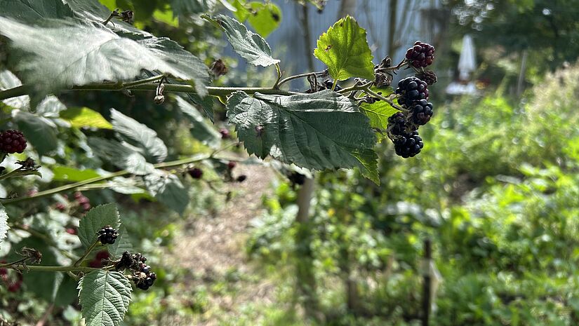 Brombeeren 