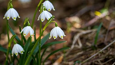 Schneeglöckchen