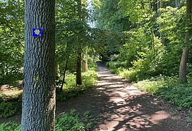 Die Jacobsmuschel weist Pilgernden den Weg. Hier an einem Baum in einem Wald in Pommern