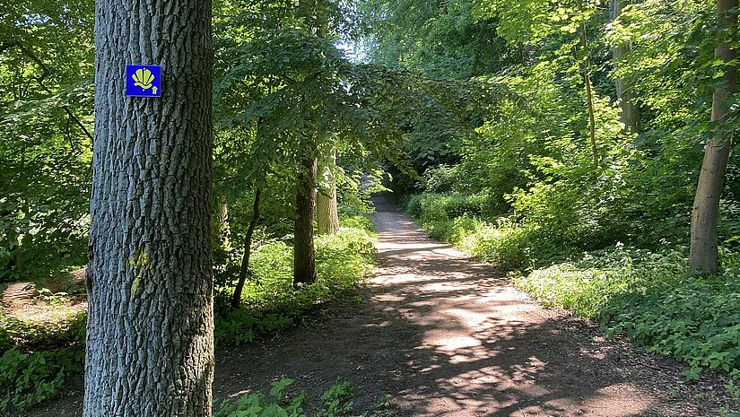 Die Jacobsmuschel weist Pilgernden den Weg. Hier an einem Baum in einem Wald in Pommern