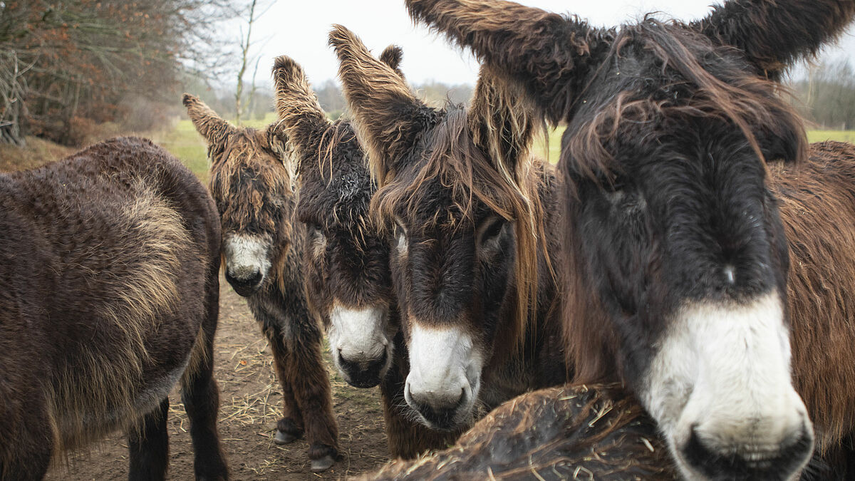 Die selten gewordenen Poitou-Esel gehören zu den Besucherlieblingen in Warder.