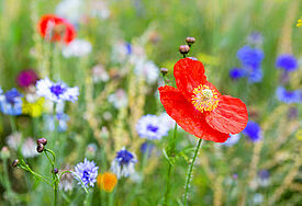 Wildblumen 
