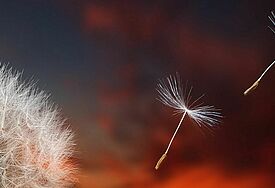 Pusteblume im Abendrot