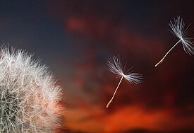 Pusteblume im Abendrot