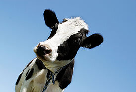 Holsteiner Kuh (c) Lise Gagne / iStockphoto