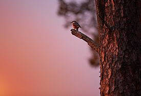 Ein Vogel sitzt auf einem Ast, im Hintergrund geht die Sonne unter.