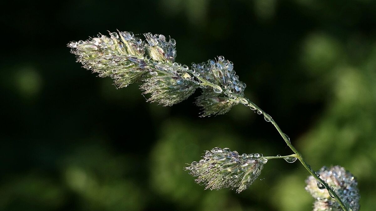 Was passiert, wenn unsere Umwelt infolge der Erderwärmung aus dem Gleichgewicht gerät? Klimaforscher gehen davon aus, dass das Leben auf der Erde schwieriger wird. Es gilt als sicher, dass Extremwetterlagen zunehmen werden. Die Folge: Finanzielle Schäden, Fluchtbewegungen und potenziell lebensgefährliche Situationen. 