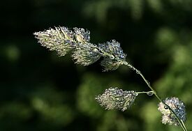 Ein Grashalm mit Tautropfen - Nahaufnahme 