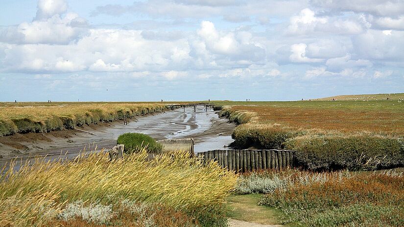 Die Salzwiesen in Westerhever: Ein norddeutsches Naturwunder. Heute hat man es als schützenswert erkannt. Die Salzwiesen in Westerhever