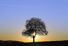 Symbol für die Schöpfung: ein Baum in der Morgendämmerung