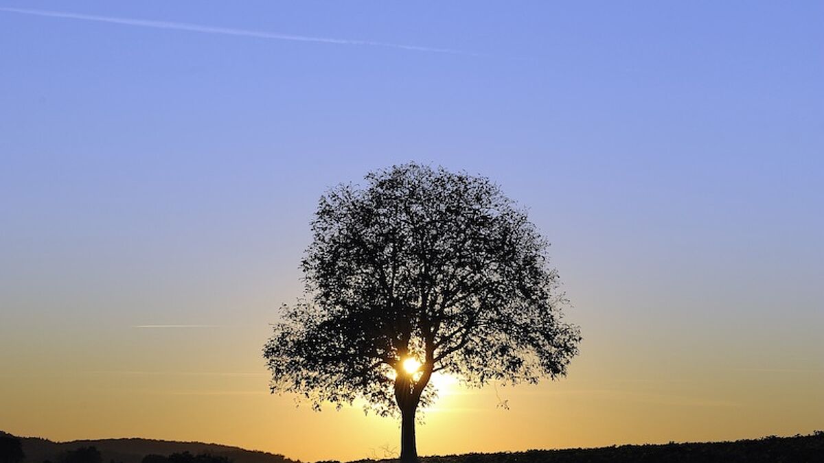 Symbol für die Schöpfung: ein Baum in der Morgendämmerung