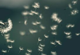 Die Samen einer Pusteblume fliegen vor einem dunklen Hintergrund davon.