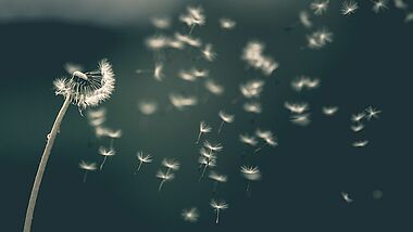 Pusteblume